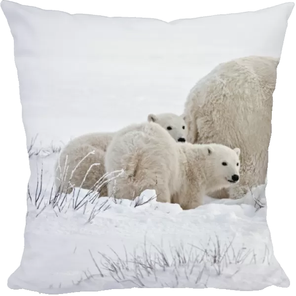Canada, Manitoba, Churchill. Polar bear mother and cubs on frozen tundra. Credit as