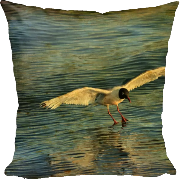 Canada. Franklins gull landing on water