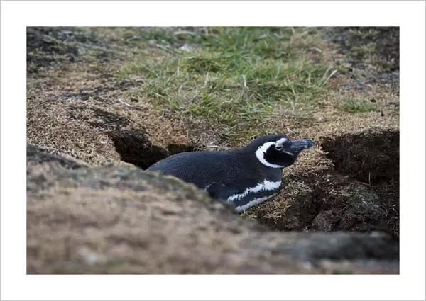 Magellanic penguin, Spheniscus magellanicus, at the entrance of its burrow