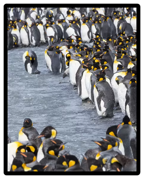 King Penguin (Aptenodytes patagonicus) rookery in St. Andrews Bay. Adults molting