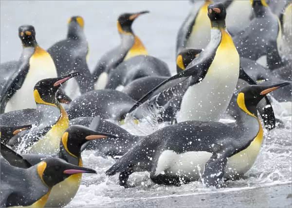 King Penguin (Aptenodytes patagonicus) rookery on Salisbury Plain in the Bay of Isles