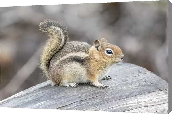 USA, Colorado, Cameron Pass. Golden-mantled ground squirrel on log