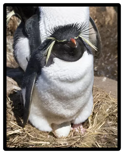 Rockhopper Penguin (Eudyptes chrysocome chrysocome) on nest, subspecies western rockhopper penguin