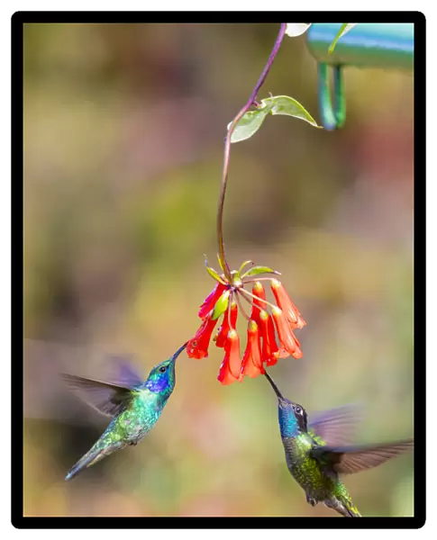 Central America, Costa Rica. Male hummingbirds feeding
