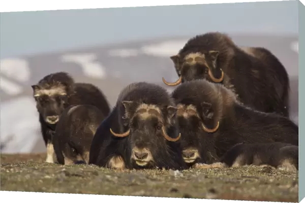 Musk Ox herd resting