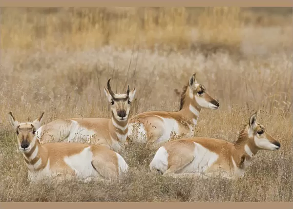 Pronghorn Antelope Buck shedding horn sequence 1