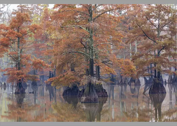 Cypress trees in fall color Horseshoe Lake State Fish and Wildlife Area, Alexander County