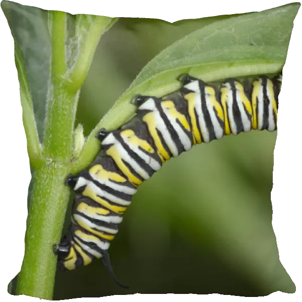 Monarch larvae or caterpillar, Danaus plexippus, Florida