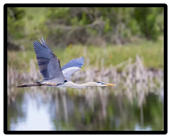 Great Blue Heron (Ardea herodias) flying Viera Wetlands Brevard County FL
