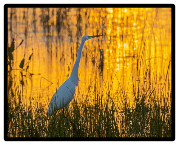 Great Egret (Ardea alba) at sunset Viera Wetlands Brevard County FL