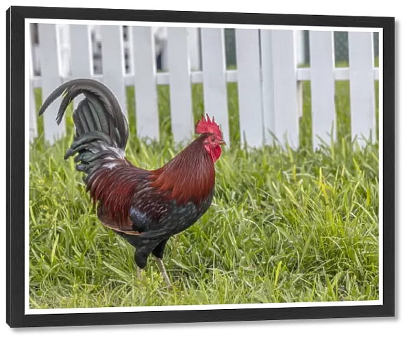 Cubalaya Gypsy Rooster in Key West, Florida, USA