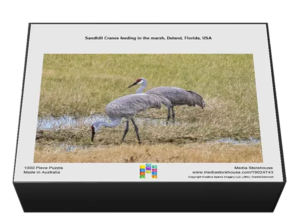Sandhill Cranes feeding in the marsh, Deland, Florida, USA