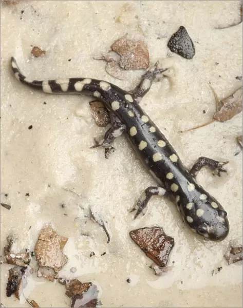 Wild eastern tiger salamander, Ambystoma tigrinum tigrinum, Central Florida