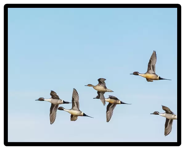 Northern Pintail ducks in courtship flight at Freezeout Lake Wildlife Management Area near Choteau