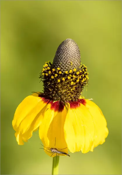 USA, Louisiana, Lake Martin. Coneflower blossom with insect