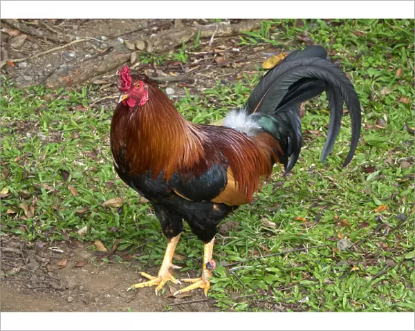 Colorful rooster roaming free on the Big Island of Hawaii