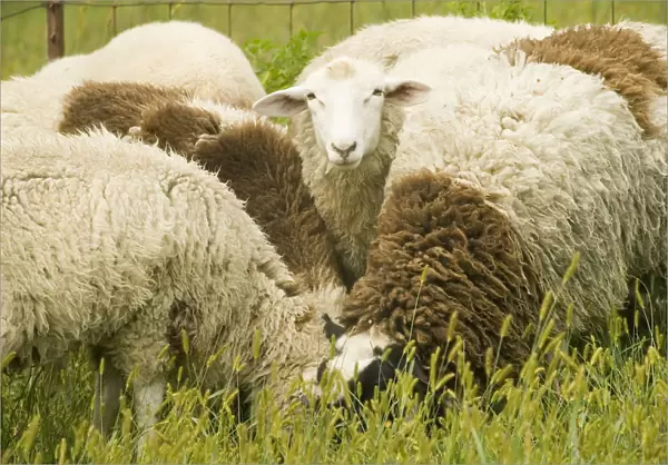 Galena, Illinois, USA. Dorset sheep flock in a pasture