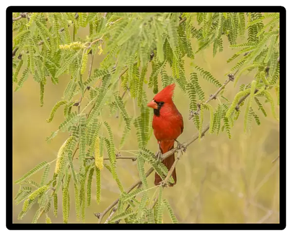 USA, Arizona, Sonoran Desert. Male cardinal in tree