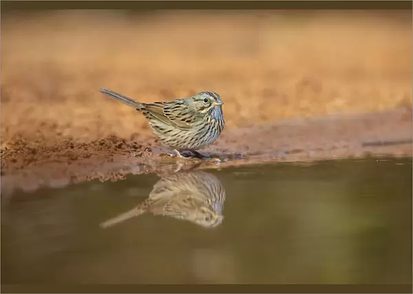 Lincolns sparrow (Melospiza lincolnii) drinking