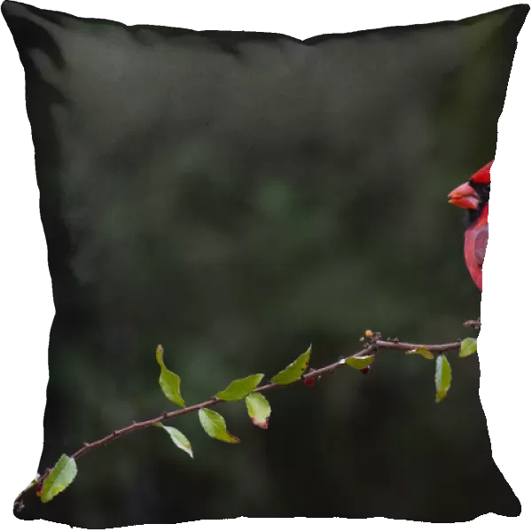 Northern cardinal (Cardinalis cardinalis) perched