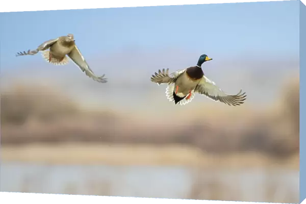 Mallard (Anas platyrhynchos) ducks flying