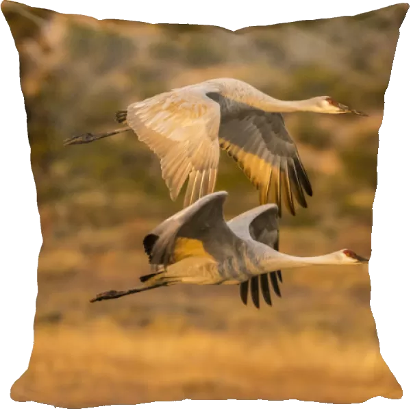 USA, New Mexico, Bosque Del Apache National Wildlife Refuge. Sandhill cranes flying