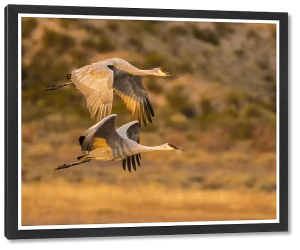 USA, New Mexico, Bosque Del Apache National Wildlife Refuge. Sandhill cranes flying