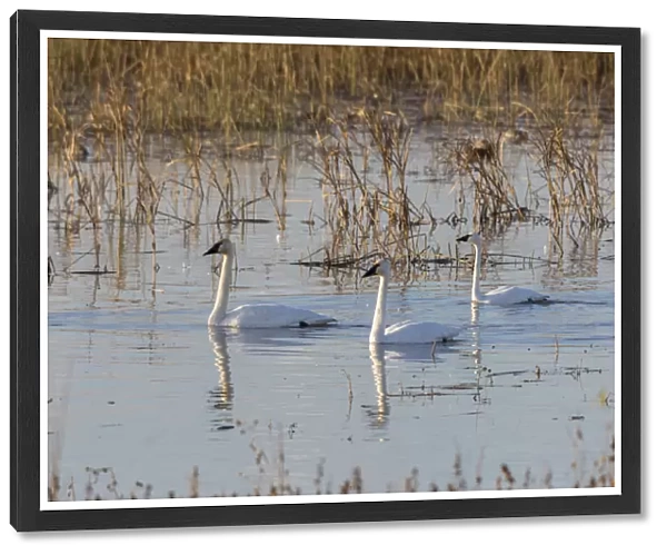 Trumpeter Swans (Cygnus buccinator) in wetland Riverlands Migratory Bird Sanctuary St