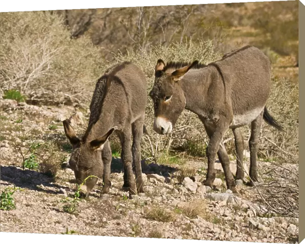 wild burros; grazing; Red Rock Canyon Area; Nevada; USA
