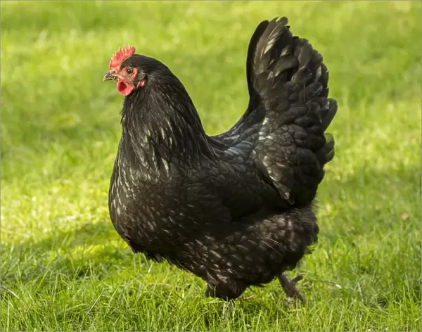 Issaquah, Washington State, USA. Free-ranging Black Australorp chicken. (PR)