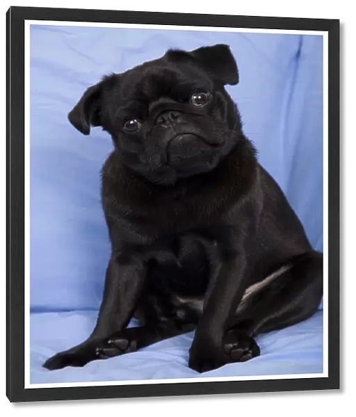 Black Pug sitting on a sofa with his head tilted in a questioning look. (PR)