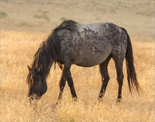 USA, Utah, Tooele County. Wild horse adult at sunrise