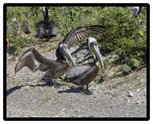 Brown Pelican (Pelecanus occidentalis) young and adult in nesting colony