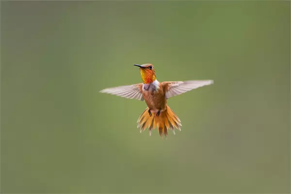 Rufous hummingbird (Selasphorus rufus)
