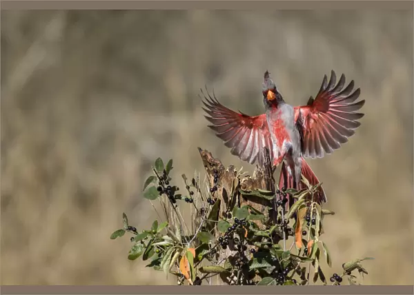 Pyrrhuloxia (Cardinalis sinuatus) landing