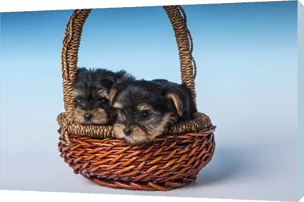 Two Teacup Yorkshire Terrier puppies sitting in a small basket. (PR)