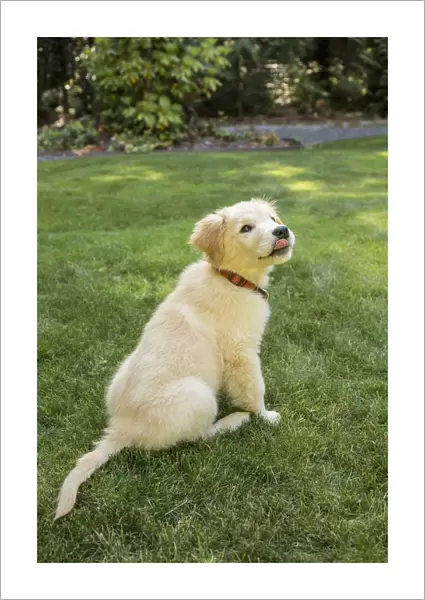 Issaquah, Washington State, USA. Golden Retriever puppy demonstrating the sit