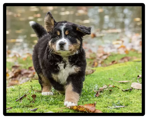 North Bend, Washington State, USA. Ten week old Bernese Mountain puppy out for a