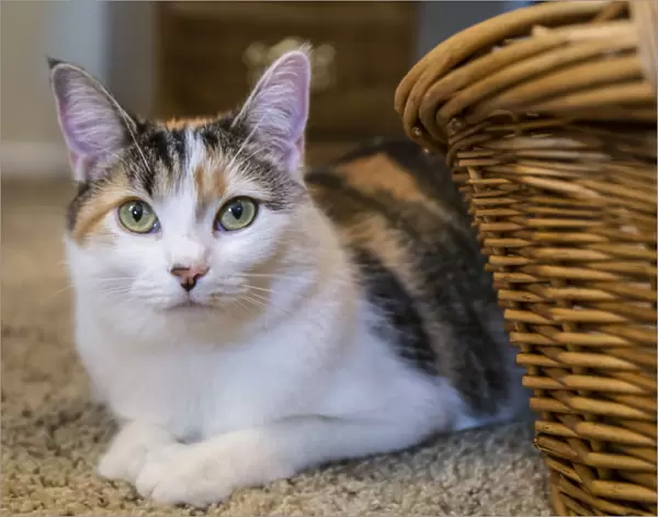 Calico cat peeking out from behind a wicker basket, on a carpeted floor. (PR)
