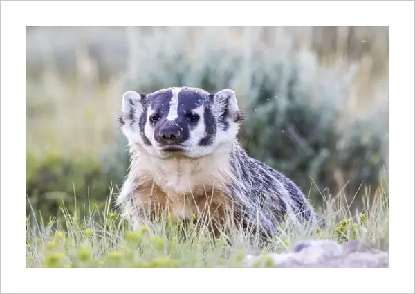USA, Wyoming, Sublette County. Badger standing in the sagebrush with mosquitoes attacking