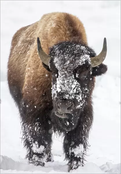 Bison bull with snowy face in Yellowstone National Park, Wyoming, USA