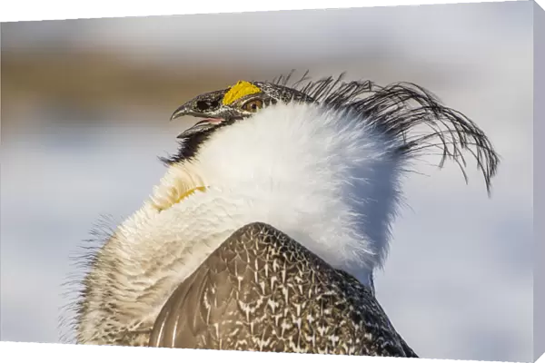 USA, Wyoming, Sublette County. Portrait of a male Greater Sage Grouse displaying on a lek in Spring
