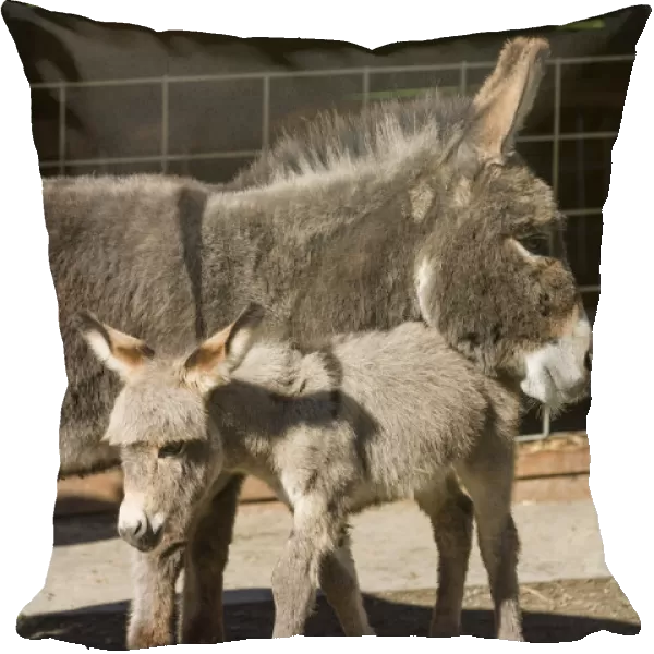 Fall City, Washington State, USA. Affectionate mother and foal Mediterranean Miniature Donkey
