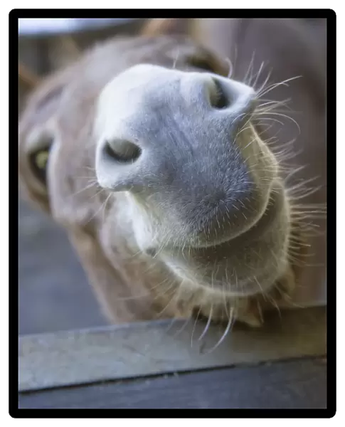 Fall City, Washington State, USA. Nosy Mediterranean Miniature Donkey Jenny (adult