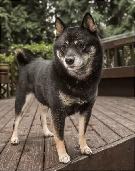 Issaquah, Washington State, USA. Portrait of a three year old Shiba Inu dog posing on a wooden deck