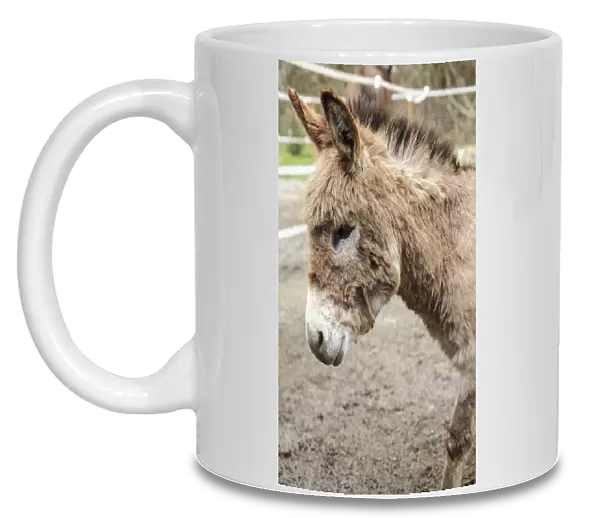 Fall City, Washington State, USA. Portrait of a Miniature Mediterranean Donkey foal. (PR)