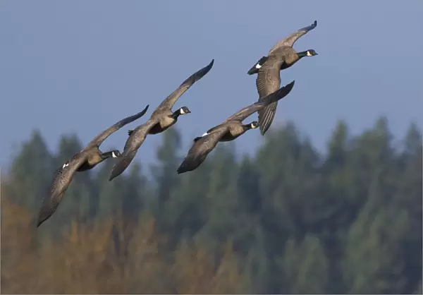 Greater Canada geese flying
