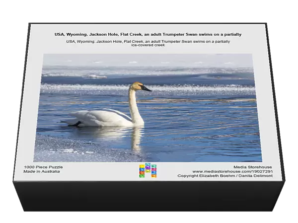 USA, Wyoming. Jackson Hole, Flat Creek, an adult Trumpeter Swan swims on a partially