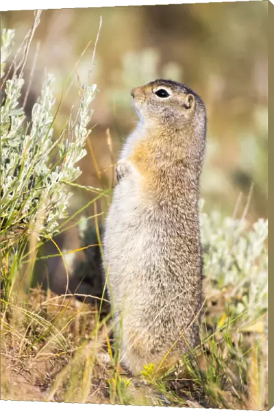 USA, Wyoming, Sublette County. Fat Uintah Ground Squirrel stands on its hind legs in the sagebrush