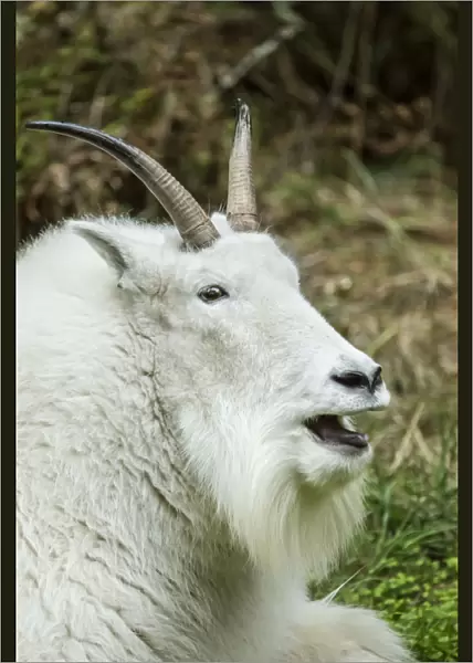 Eatonville, Washington State, USA. Mountain goat resting and vocalizing in Northwest